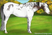 Horse Color:White Spotted Brown Splash Tobiano 