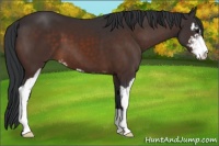 Horse Color:Brown Sabino 