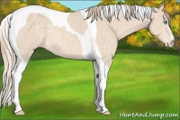 Horse Color:Perlino Tobiano Rabicano 