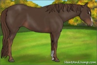 Horse Color:Liver Chestnut Sabino 
