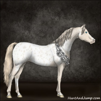 Horse Color:Smoky Creme Roan Splash Appaloosa 