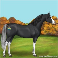 Horse Color:Black Splash 