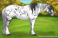 Horse Color:White Spotted Black Splash Tobiano Frame Appaloosa 