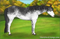 Horse Color:White Spotted Black