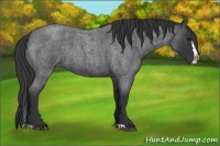 Horse Color:Blue Roan Splash 