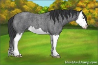 Horse Color:Blue Roan Splash 