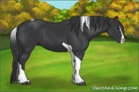 Horse Color:Black Splash Tobiano 