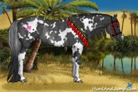 Horse Color:White Spotted Black Rabicano 