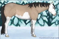 Horse Color:Brown Dun Splash