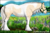 Horse Color:Silver Classic Cream Champagne Roan Splash Tobiano Frame Appaloosa Rabicano 