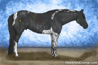 Horse Color:Black  and Black Tobiano 