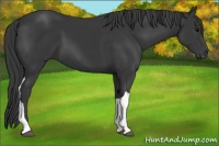 Horse Color:Black Tobiano
