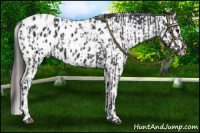 Horse Color:Black Appaloosa  and Black Appaloosa 