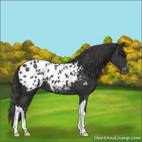 Horse Color:Black Appaloosa 