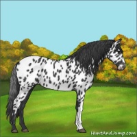 Horse Color:Black Near Leopard