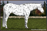 Horse Color:Blue Roan Leopard 