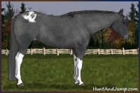 Horse Color:Black Tobiano Varnish Rabicano 