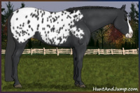 Horse Color:Black Splash Appaloosa 