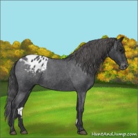 Horse Color:Blue Roan Blanket Rabicano 