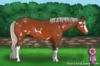 Horse Color:White Spotted Silver Brown