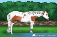 Horse Color:Silver Brown Splash Tobiano Frame Rabicano 