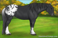 Horse Color:White Spotted Black Blanket