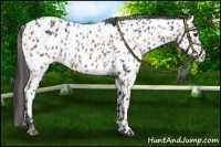 Horse Color:Black Near Leopard  and Brown Near Leopard 