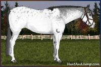 Horse Color:White Spotted Blue Roan Blanket 