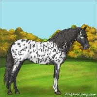 Horse Color:Blue Roan Appaloosa