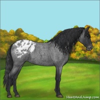 Horse Color:Blue Roan Appaloosa 