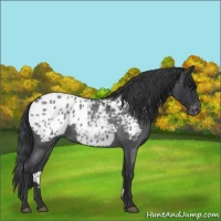 Horse Color:Blue Roan Appaloosa