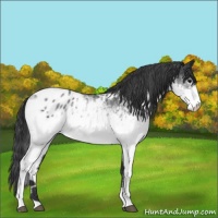 Horse Color:White Spotted Blue Roan Blanket 