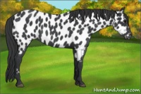 Horse Color:Blue Roan Appaloosa 