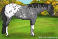 Horse Color:Blue Roan Appaloosa