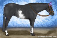 Horse Color:White Spotted Black Sabino 