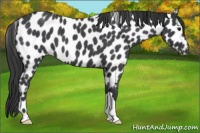 Horse Color:Blue Roan Appaloosa 