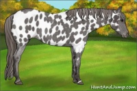 Horse Color:Smoky Blue Roan Near Leopard 