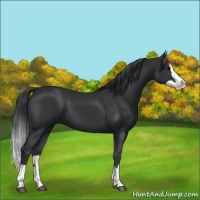 Horse Color:Black Splash 