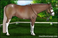 Horse Color:Chocolate Silver Bay Sabino Appaloosa