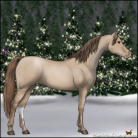 Horse Color:Grullo Pearl 