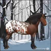 Horse Color:Brown Appaloosa 