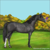 Horse Color:Black 