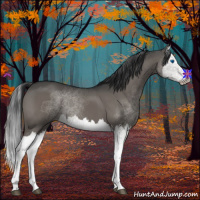 Horse Color:Black Splash 