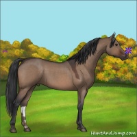 Horse Color:Brown Roan Dun 