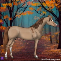 Horse Color:Red Dun Sabino 