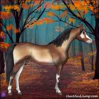 Horse Color:Bay Onyx Rabicano 