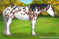 Horse Color:Bay Splash Appaloosa