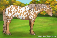 Horse Color:Gray Gold Cream Champagne Appaloosa 