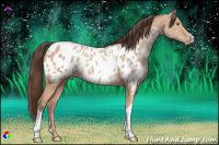 Horse Color:Amber Champagne Appaloosa 