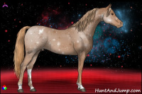 Horse Color:Chestnut Appaloosa